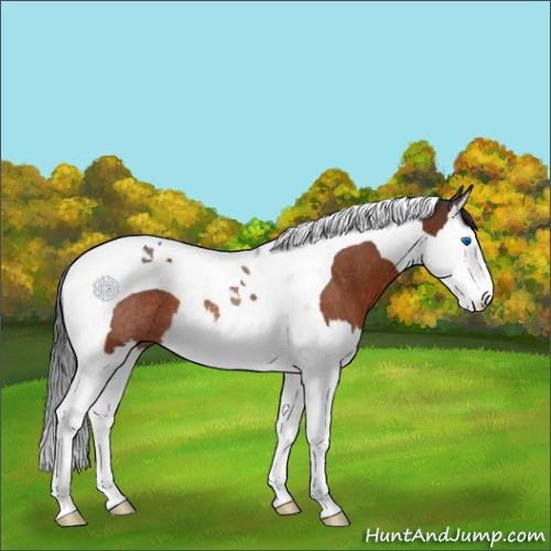 Horse Color:Bay Splash Tobiano Rabicano