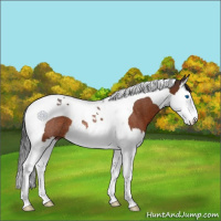 Horse Color:Bay Splash Tobiano Rabicano 