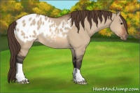 Horse Color:Bay Dun Appaloosa 