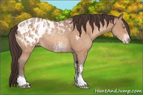 Horse Color:Unknown 