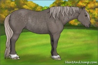 Horse Color:Silver Black Rabicano