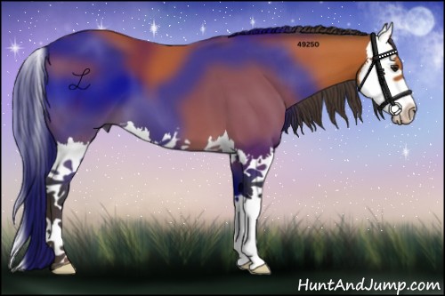 Horse Color:Buckskin Splash 