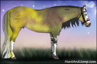 Horse Color:Brown Dun Splash 