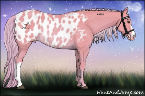 Horse Color:Watercolor Palomino Appaloosa Rabicano 