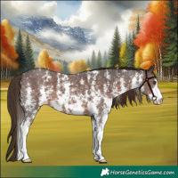 Horse Color:Liver Chestnut Sabino 