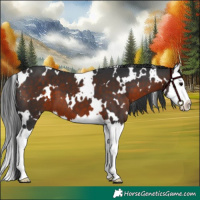 Horse Color:White Spotted Brown Splash 