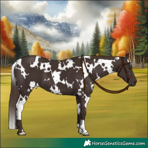 Horse Color:White Spotted Liver Chestnut 