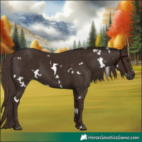 Horse Color:White Spotted Liver Chestnut 
