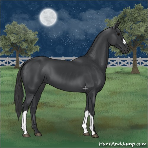 Horse Color:Black 