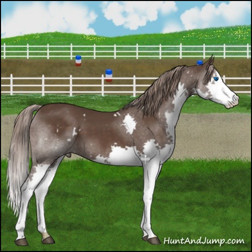 Horse Color:White Spotted Liver Chestnut Splash 