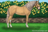 Horse Color:Gold Cream Champagne Tobiano 