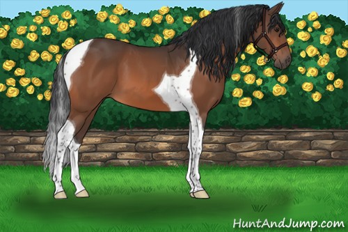 Horse Color:Brown Tobiano 