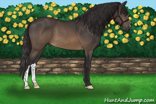 Horse Color:Buckskin 