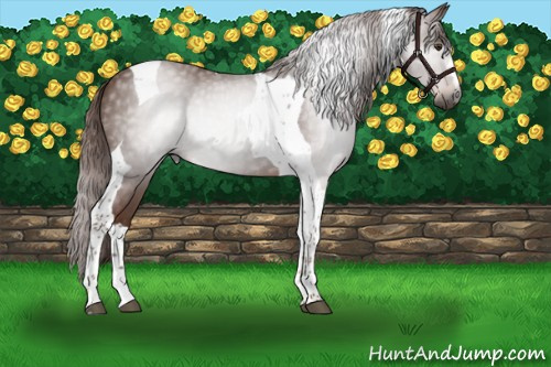 Horse Color:Gray Chestnut Tobiano 