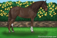 Horse Color:Liver Chestnut Tobiano