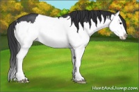 Horse Color:Black Splash Rabicano