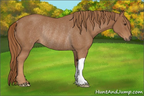 Horse Color:Chestnut Rabicano 