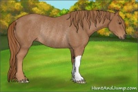Horse Color:Chestnut Rabicano 