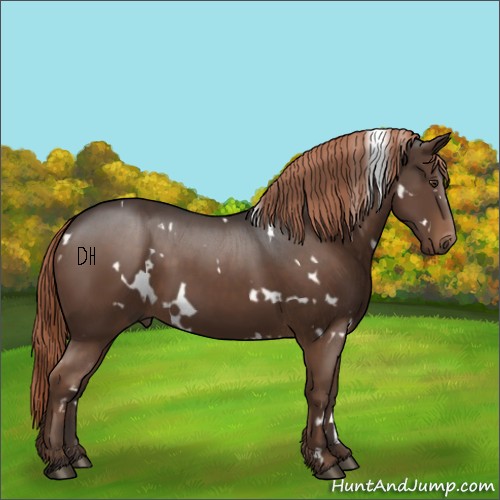 Horse Color:White Spotted Liver Chestnut 