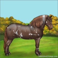 Horse Color:White Spotted Liver Chestnut 