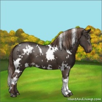 Horse Color:White Spotted Liver Chestnut