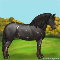 Horse Color:White Spotted Liver Chestnut