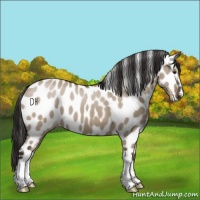 Horse Color:Liver Red Dun Appaloosa 