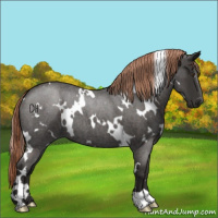Horse Color:White Spotted Liver Red Roan 