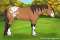 Horse Color:Bay Sabino Appaloosa 