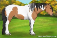 Horse Color:Bay Tobiano