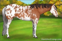 Horse Color:Bay Roan Appaloosa  and Bay Splash Appaloosa 