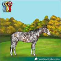 Horse Color:Brown and Brown Sabino