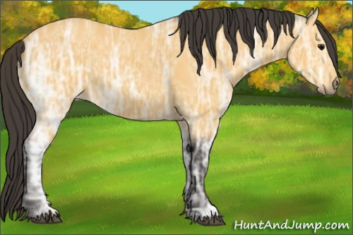 Horse Color:Buckskin Ice 