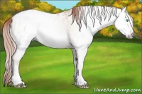 Horse Color:Gray Amber Cream Champagne Pearl Onyx Blanket Rabicano