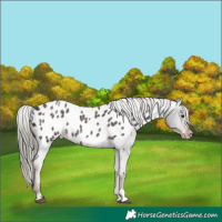 Horse Color:Liver Red Roan Mushroom Tobiano Appaloosa 
