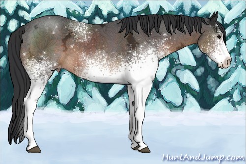 Horse Color:White Spotted Brown Ice Sabino Varnish 