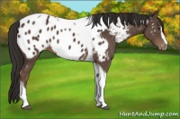 Horse Color:Liver Chestnut Sabino Tobiano Near Leopard 