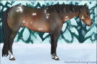 Horse Color:White Spotted Brown Tobiano Rabicano