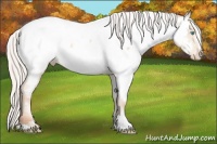 Horse Color:Silver Classic Cream Champagne Pearl Sabino Appaloosa 