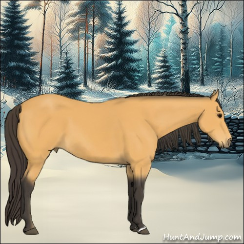 Horse Color:Buckskin 