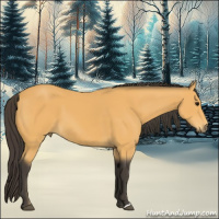 Horse Color:Buckskin 