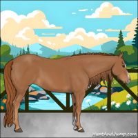 Horse Color:Chestnut Sabino 