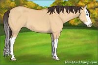 Horse Color:Buckskin Dun Splash 