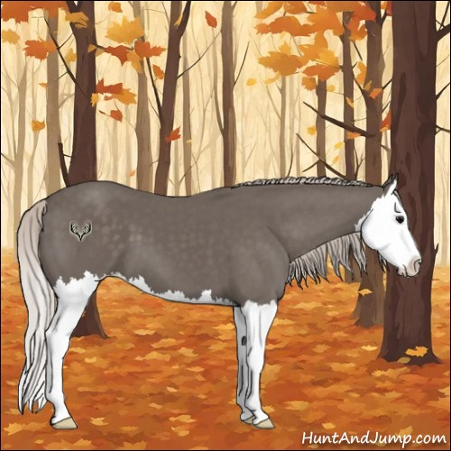 Horse Color:Silver Black Splash 