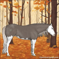 Horse Color:Silver Black Splash 