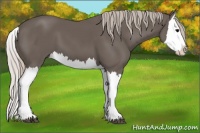 Horse Color:Silver Black Splash 