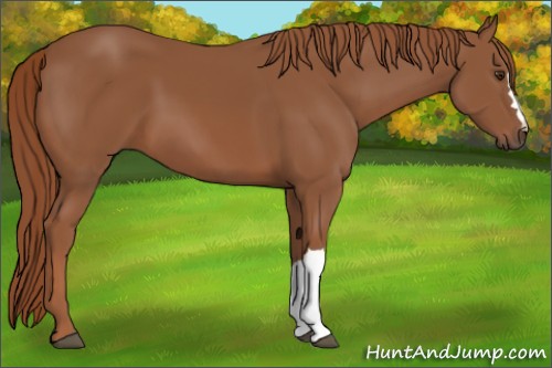 Horse Color:Chestnut 