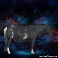 Horse Color:White Spotted Black Sabino 