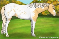 Horse Color:Palomino Tobiano Frame Appaloosa Rabicano 