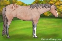 Horse Color:Bay Appaloosa 
